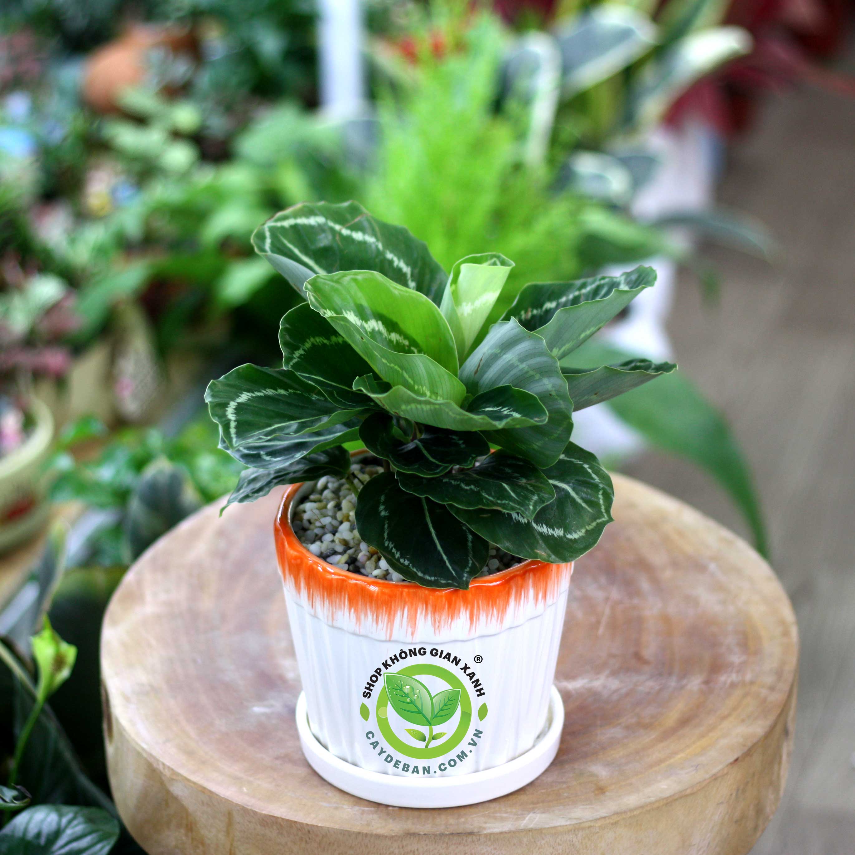 Cây Đuôi Công Calathea roseopicta Medallion