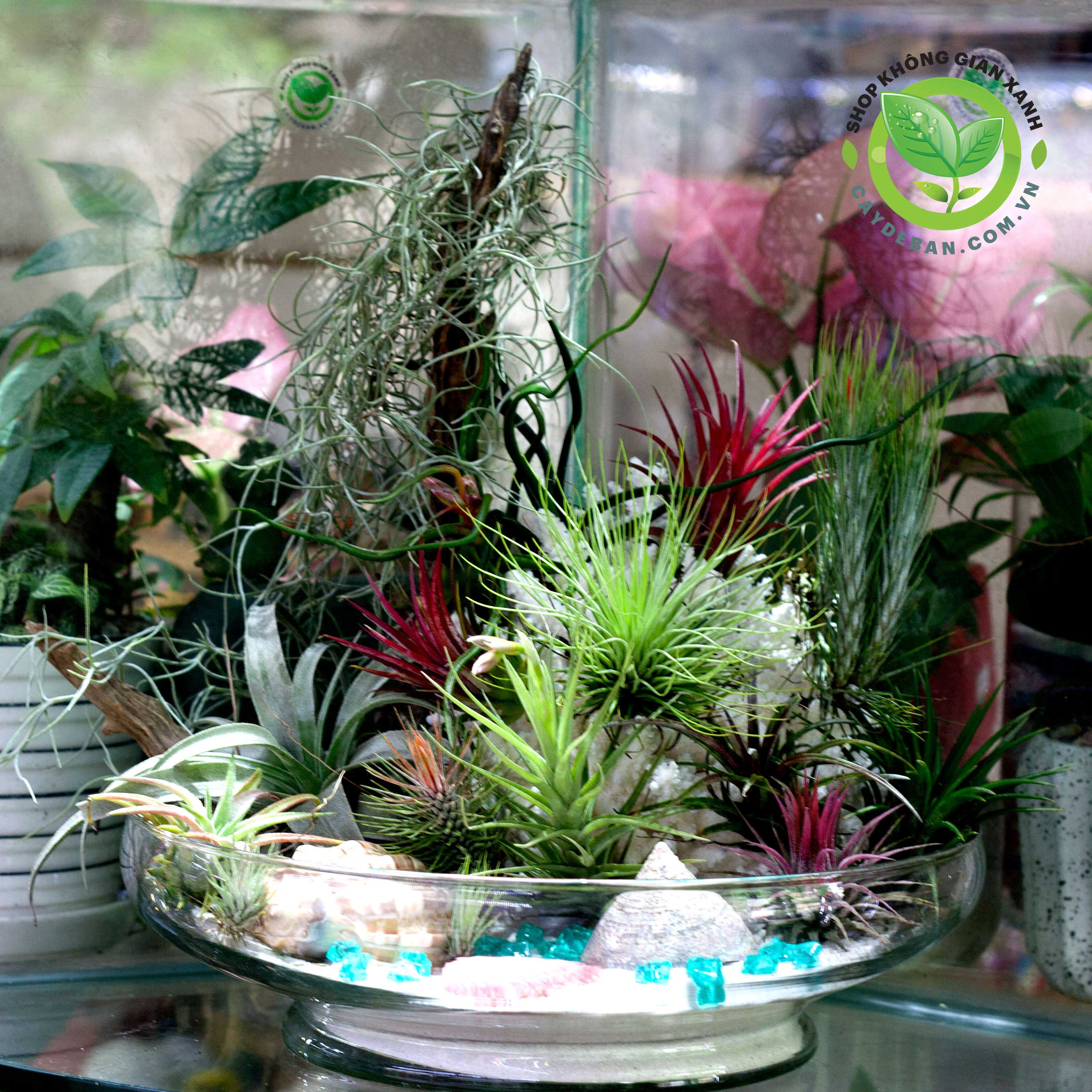 Cây không khí, Tillandsia, air plants, terrarium air plants