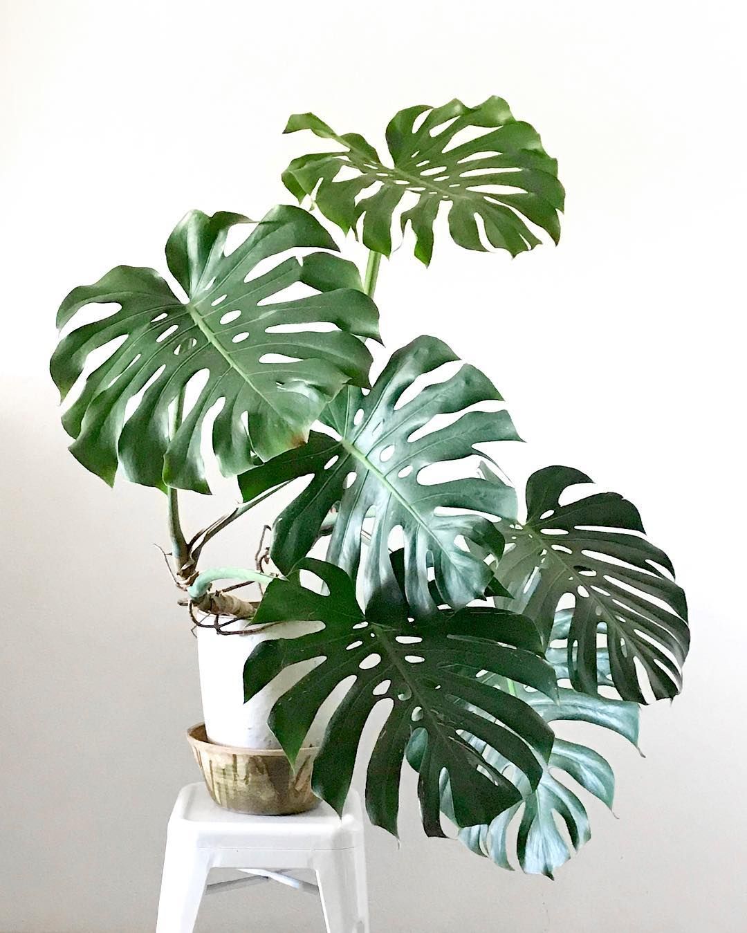 Cây Trầu Bà Là Xẻ [Monstera Deliciosa]