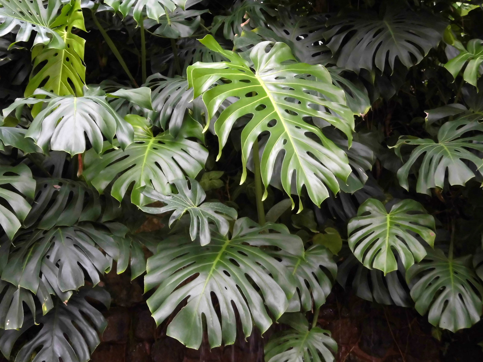 Cây Trầu Bà Là Xẻ [Monstera Deliciosa]