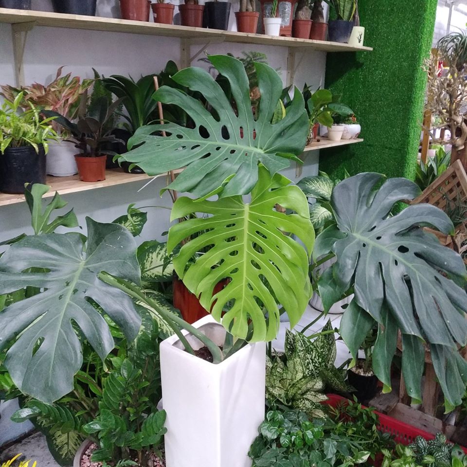 Cây Trầu Bà Là Xẻ [Monstera Deliciosa]